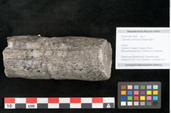 Foto (Objekt + Etikett) von Calamites communis Ettingshausen (NHMW-GEO-2024-0188-10964)